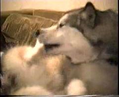 Paw Wash.mp4